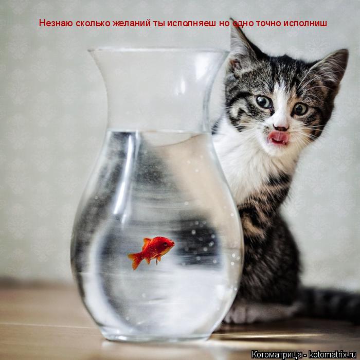 Незнаю сколько желаний ты исполняеш но одно точно исполниш... Котоматрица: Незнаю сколько желаний ты исполняеш но одно точно исполниш