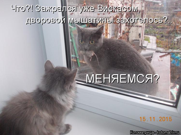 Котоматрица: Что?! Зажрался уже Вискасом, дворовой мышатины захотелось?.. МЕНЯЕМСЯ?