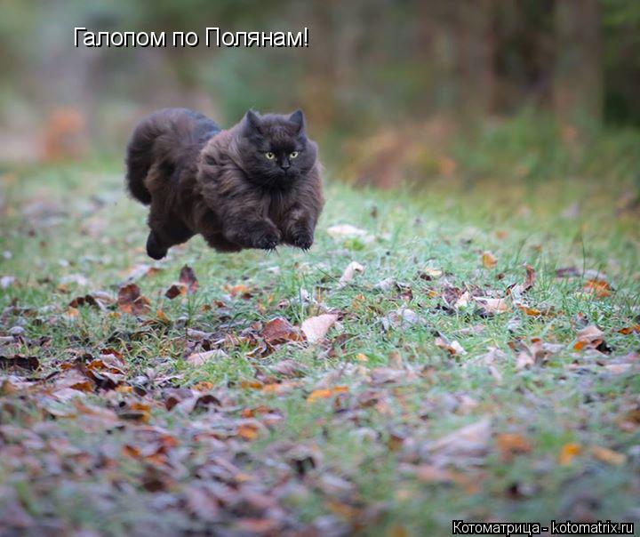Котоматрица: Галопом по Полянам!
