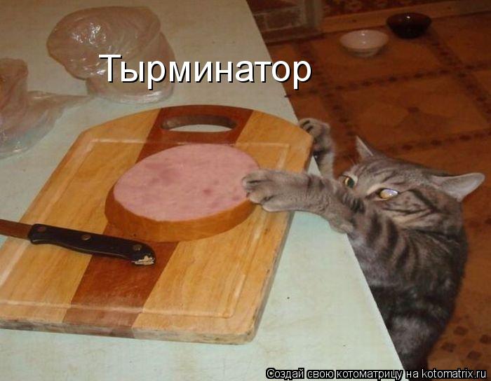 Тырминатор... Котоматрица: Тырминатор