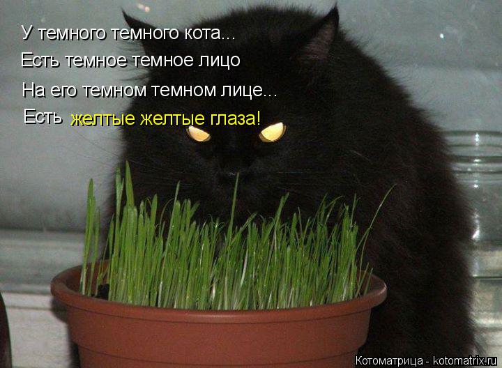 У темного темного кота... Есть темное темное лицо На его темном темном лице... Есть желтые желтые гла... Котоматрица: У темного темного кота... Есть темное темное лицо На его темном темном лице... Есть желтые желтые глаза!