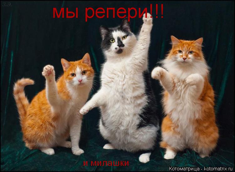 мы репери!!! и милашки... Котоматрица: мы репери!!! и милашки