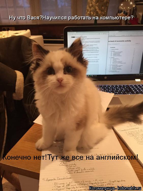 Ну что Вася?Научился работать на компьютере? Конечно нет!Тут же все на английском!... Котоматрица: Ну что Вася?Научился работать на компьютере? Конечно нет!Тут же все на английском!