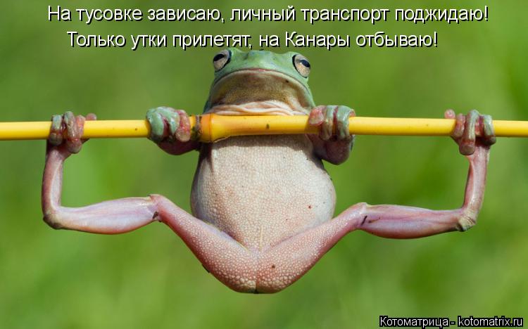 На тусовке зависаю, личный транспорт поджидаю! Только утки прилетят, на Канары отбываю!... Котоматрица: На тусовке зависаю, личный транспорт поджидаю! Только утки прилетят, на Канары отбываю!