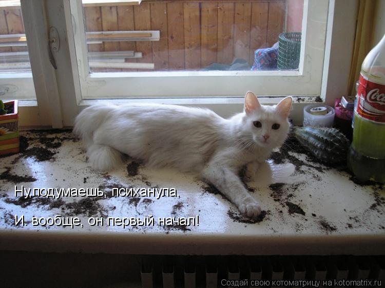 Ну,подумаешь, психанула, И. вообще, он первый начал!... Котоматрица: Ну,подумаешь, психанула, И. вообще, он первый начал!