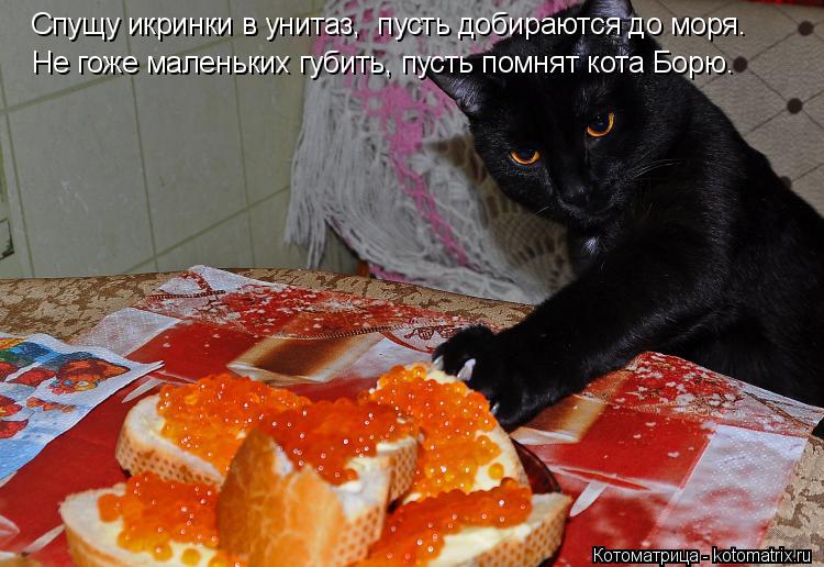 Спущу икринки в унитаз, пусть добираются до моря. Не гоже маленьких губить, пусть помнят кота Борю.... Котоматрица: Спущу икринки в унитаз, пусть добираются до моря. Не гоже маленьких губить, пусть помнят кота Борю.