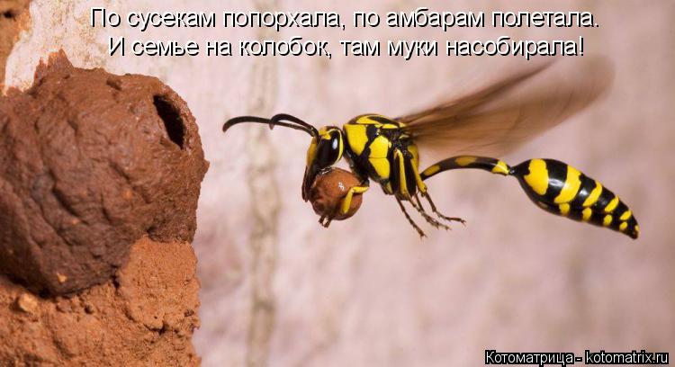 Котоматрица: И семье на колобок, там муки насобирала! По сусекам попорхала, по амбарам полетала.