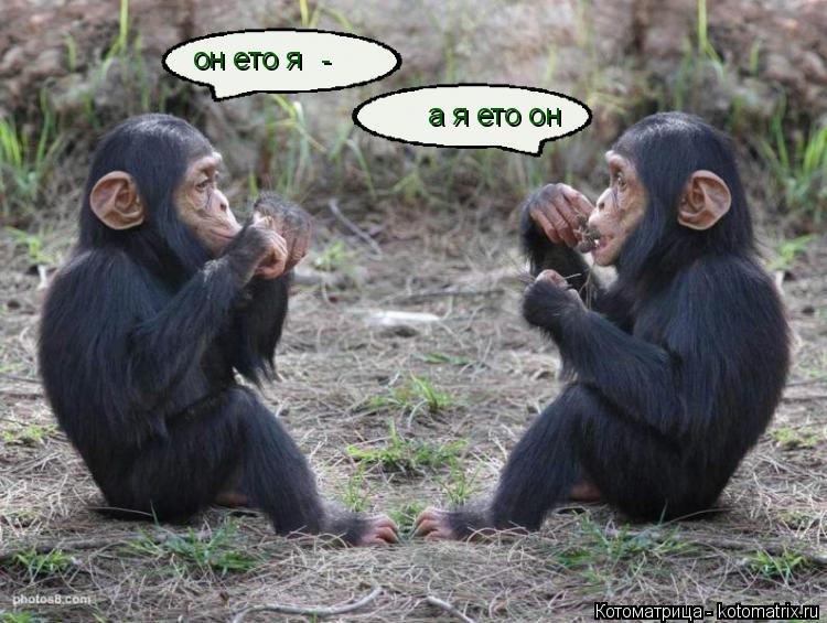 Котоматрица: он ето я -  а я ето он