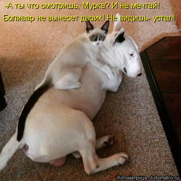 -А ты что смотришь, Мурка? И не мечтай! Боливар не вынесет двоих! Не видишь- устал!... Котоматрица: -А ты что смотришь, Мурка? И не мечтай! Боливар не вынесет двоих! Не видишь- устал!