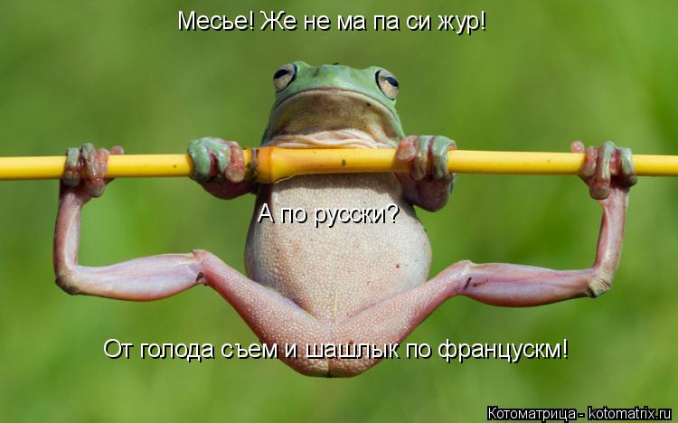 Месье! Же не ма па си жур! А по русски? От голода съем и шашлык по францускм!... Котоматрица: Месье! Же не ма па си жур! А по русски? От голода съем и шашлык по францускм!