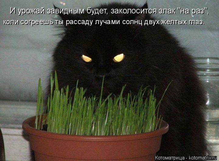 И урожай завидным будет, заколосится злак "на раз", коли согреешь ты рассаду лучами солнц двух желтых... Котоматрица: И урожай завидным будет, заколосится злак "на раз", коли согреешь ты рассаду лучами солнц двух желтых глаз.