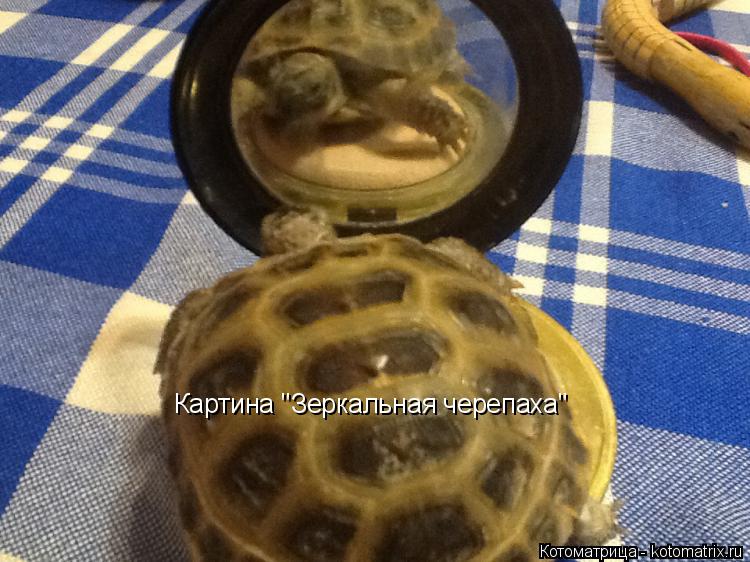 Картина "Зеркальная черепаха"... Котоматрица: Картина "Зеркальная черепаха"