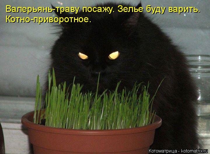 Котоматрица: Валерьянь-траву посажу. Зелье буду варить. Котно-приворотное.