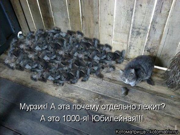 Мурзик! А эта почему отдельно лежит? А это 1000-я! Юбилейная!!!... Котоматрица: Мурзик! А эта почему отдельно лежит? А это 1000-я! Юбилейная!!!