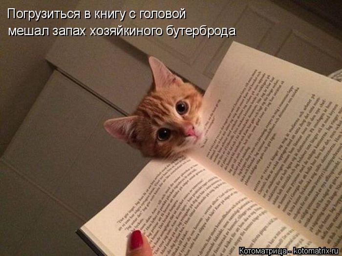 мешал запах хозяйкиного бутерброда Погрузиться в книгу с головой... Котоматрица: мешал запах хозяйкиного бутерброда Погрузиться в книгу с головой