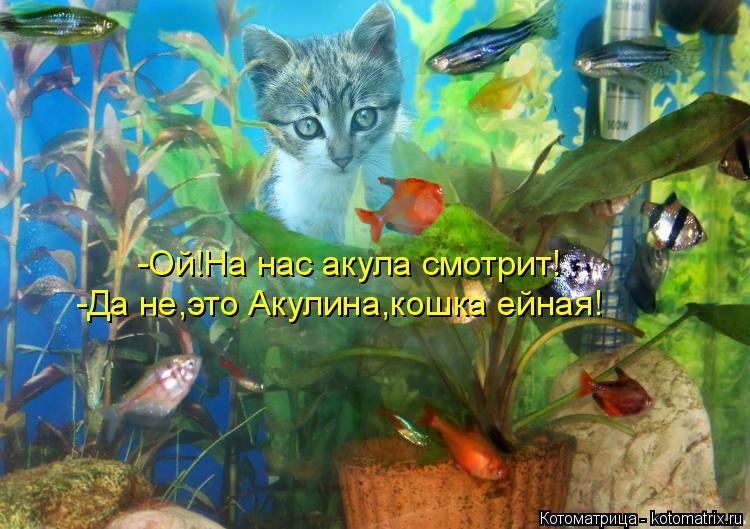 -Ой!На нас акула смотрит! -Да не,это Акулина,кошка ейная!... Котоматрица: -Ой!На нас акула смотрит! -Да не,это Акулина,кошка ейная!