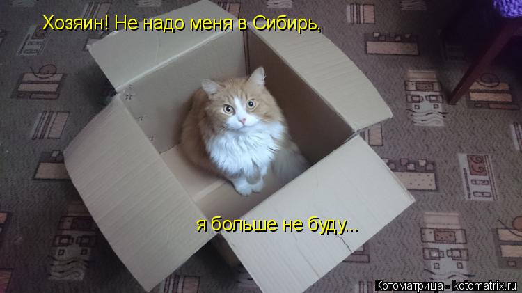 Хозяин! Не надо меня в Сибирь, я больше не буду...... Котоматрица: Хозяин! Не надо меня в Сибирь, я больше не буду...