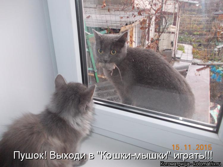 Пушок! Выходи в "Кошки-мышки" играть!!!... Котоматрица: Пушок! Выходи в "Кошки-мышки" играть!!!