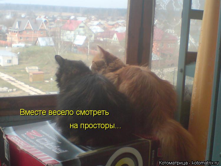 Вместе весело смотреть на просторы...... Котоматрица: Вместе весело смотреть на просторы...