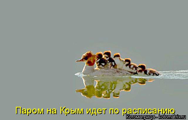 Паром на Крым идет по расписанию... Котоматрица: Паром на Крым идет по расписанию
