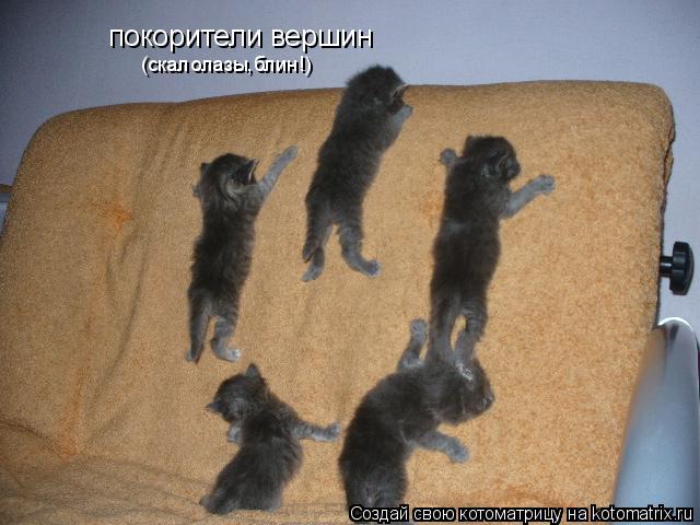 покорители вершин (скалолазы,блин!)... Котоматрица: покорители вершин (скалолазы,блин!)