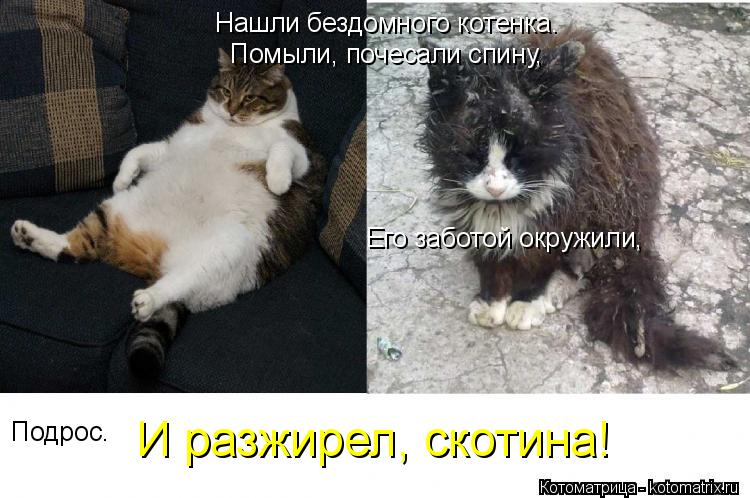 Нашли бездомного котенка. Помыли, почесали спину, Его заботой окружили, Подрос. И разжирел, скотина!... Котоматрица: Нашли бездомного котенка. Помыли, почесали спину, Его заботой окружили, Подрос. И разжирел, скотина!