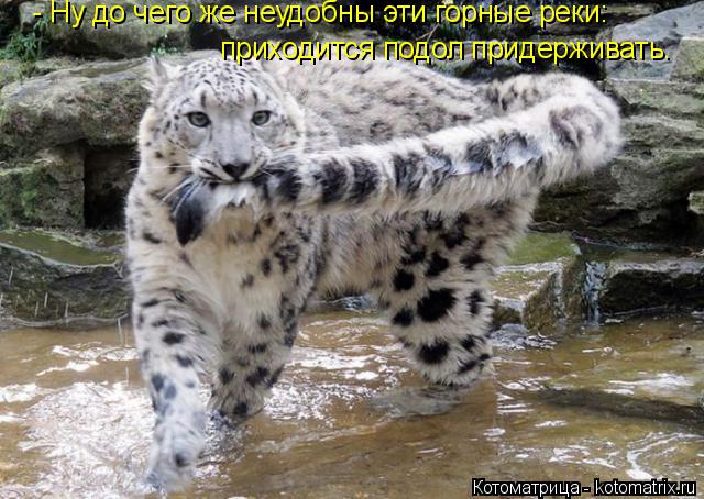 - Ну до чего же неудобны эти горные реки: приходится подол придерживать.... Котоматрица: - Ну до чего же неудобны эти горные реки: приходится подол придерживать.