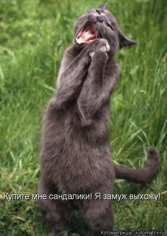 Купите мне сандалики! Я замуж выхожу!... Котоматрица: Купите мне сандалики! Я замуж выхожу!
