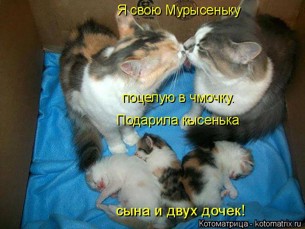 Я свою Мурысеньку Подарила кысенька сына и двух дочек! поцелую в чмочку.... Котоматрица: Я свою Мурысеньку Подарила кысенька сына и двух дочек! поцелую в чмочку.