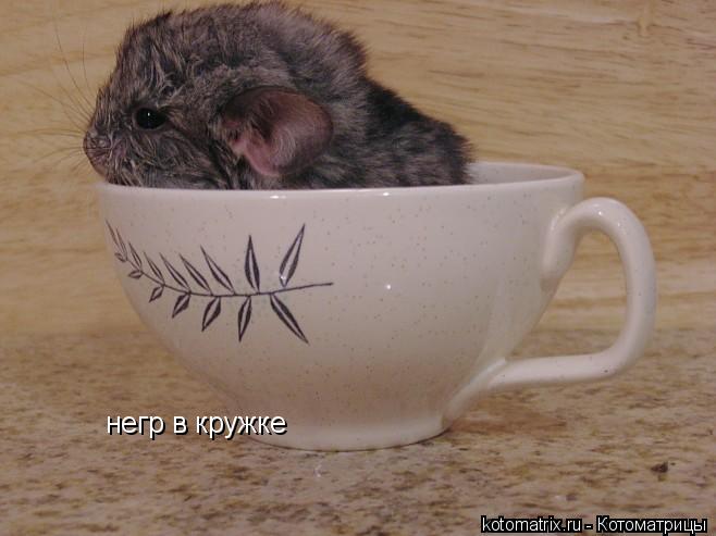 негр в кружке... Котоматрица: негр в кружке