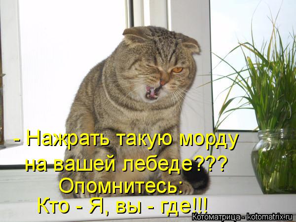 Котоматрица: - Нажрать такую морду  на вашей лебеде???  Опомнитесь: Кто - Я, вы - где!!!