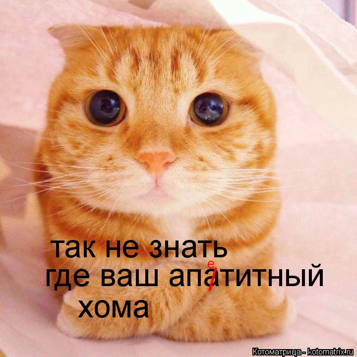так не знать где ваш апатитный хома / е... Котоматрица: так не знать где ваш апатитный хома / е