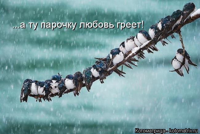 ...а ту парочку любовь греет!... Котоматрица: ...а ту парочку любовь греет!