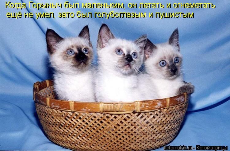 Когда Горыныч был маленьким, он летать и огнеметать ещё не умел, зато был голубоглазым и пушистым... Котоматрица: Когда Горыныч был маленьким, он летать и огнеметать ещё не умел, зато был голубоглазым и пушистым