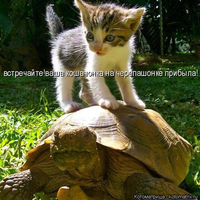 встречайте!ваша кошачонка на черепашонке прибыла!... Котоматрица: встречайте!ваша кошачонка на черепашонке прибыла!
