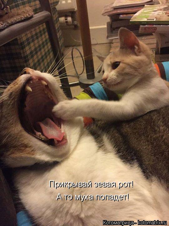 Котоматрица: Прикрывай зевая рот! А то муха попадет!