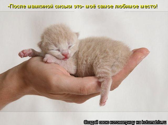 -После мамкиной сиськи это- моё самое любимое место!... Котоматрица: -После мамкиной сиськи это- моё самое любимое место!