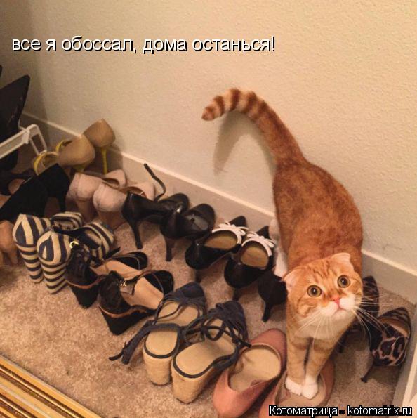 Котоматрица: все я обоссал, дома останься!