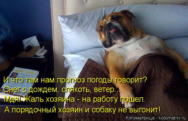 И что там нам прогноз погоды говорит? Снег с дождем, слякоть, ветер... Мдя! Жаль хозяина - на работу ... Котоматрица: И что там нам прогноз погоды говорит? Снег с дождем, слякоть, ветер... Мдя! Жаль хозяина - на работу пошел. А порядочный хозяин и собаку не выго