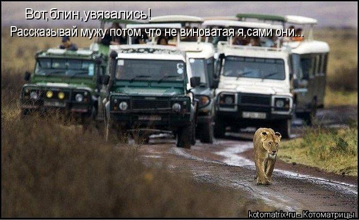 Вот,блин,увязались! Рассказывай мужу потом,что не виноватая я,сами они...... Котоматрица: Вот,блин,увязались! Рассказывай мужу потом,что не виноватая я,сами они...