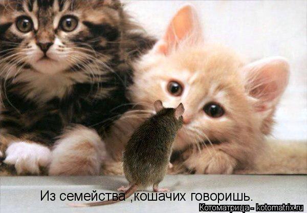 Из семейства ,кошачих говоришь.... Котоматрица: Из семейства ,кошачих говоришь.