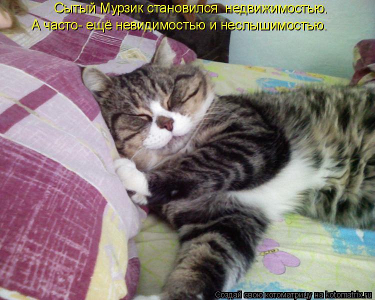 Сытый Мурзик становился недвижимостью. А часто- ещё невидимостью и неслышимостью.... Котоматрица: Сытый Мурзик становился недвижимостью. А часто- ещё невидимостью и неслышимостью.