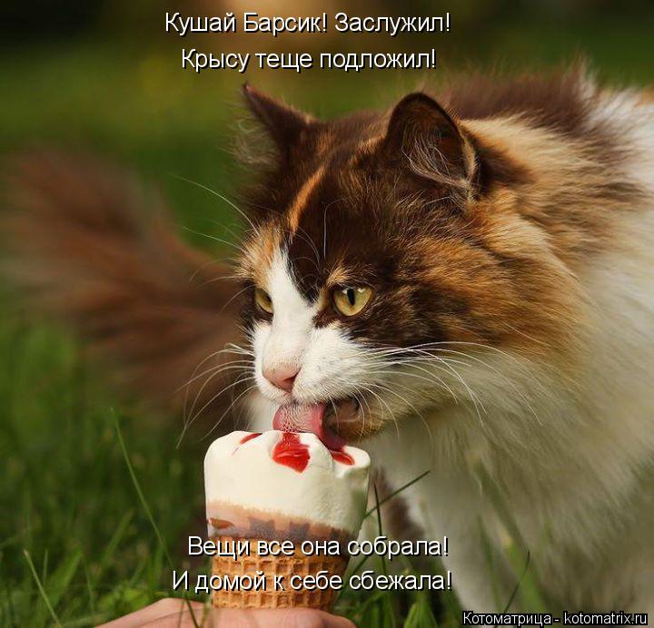Кушай Барсик! Заслужил! Вещи все она собрала! И домой к себе сбежала! Крысу теще подложил!... Котоматрица: Кушай Барсик! Заслужил! Вещи все она собрала! И домой к себе сбежала! Крысу теще подложил!