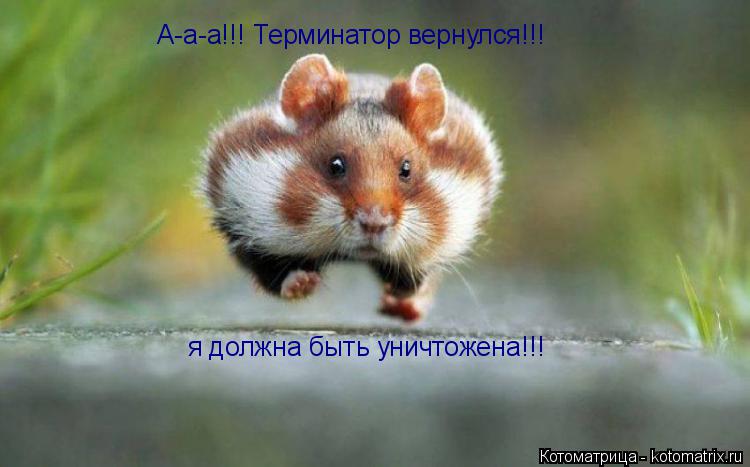 А-а-а!!! Терминатор вернулся!!! я должна быть уничтожена!!!... Котоматрица: А-а-а!!! Терминатор вернулся!!! я должна быть уничтожена!!!