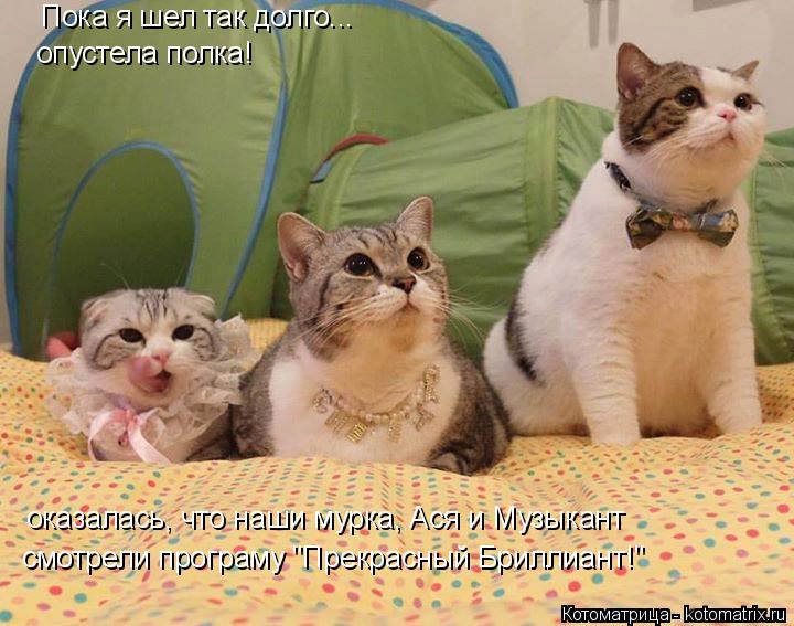 Пока я шел так долго... опустела полка! оказалась, что наши мурка, Ася и Музыкант смотрели програму "... Котоматрица: Пока я шел так долго... опустела полка! оказалась, что наши мурка, Ася и Музыкант смотрели програму "Прекрасный Бриллиант!"