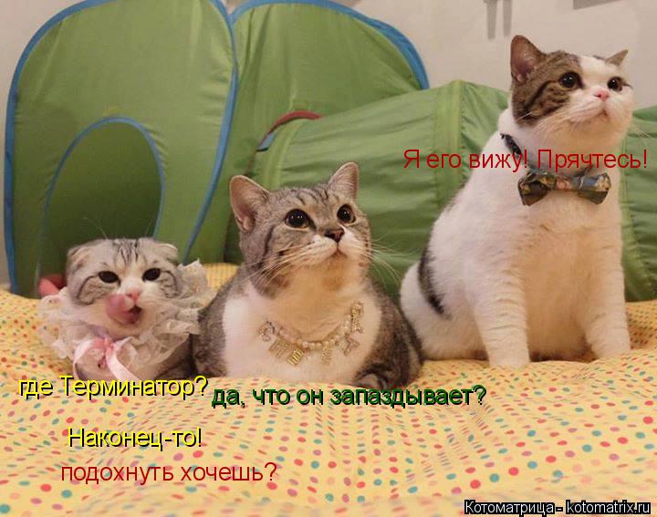 где Терминатор? да, что он запаздывает? Я его вижу! Прячтесь! Наконец-то! подохнуть хочешь?... Котоматрица: где Терминатор? да, что он запаздывает? Я его вижу! Прячтесь! Наконец-то! подохнуть хочешь?