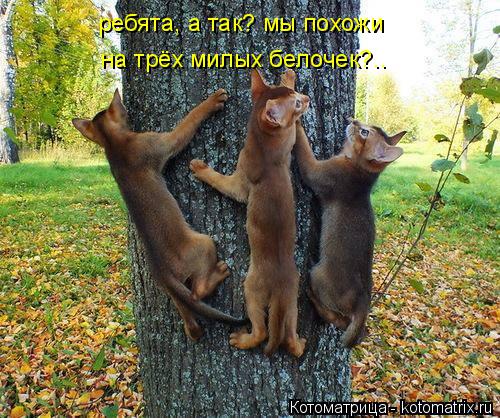 ребята, а так? мы похожи на трёх милых белочек?..... Котоматрица: ребята, а так? мы похожи на трёх милых белочек?..