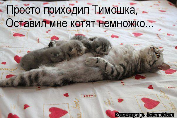 Просто приходил Тимошка, Оставил мне котят немножко...... Котоматрица: Просто приходил Тимошка, Оставил мне котят немножко...
