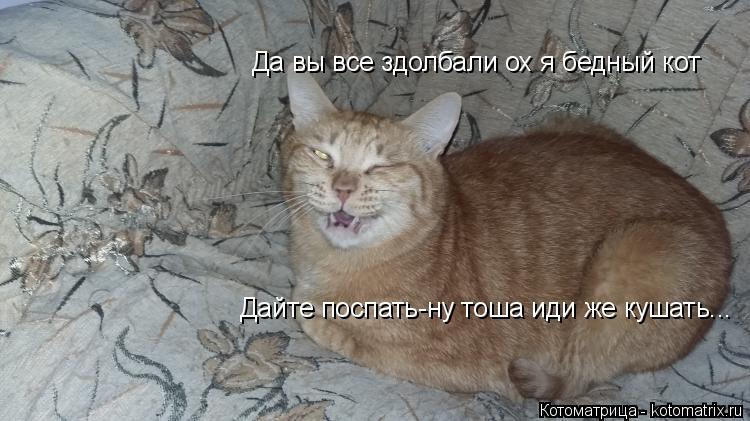 Дайте поспать-ну тоша иди же кушать... Да вы все здолбали ох я бедный кот... Котоматрица: Дайте поспать-ну тоша иди же кушать... Да вы все здолбали ох я бедный кот