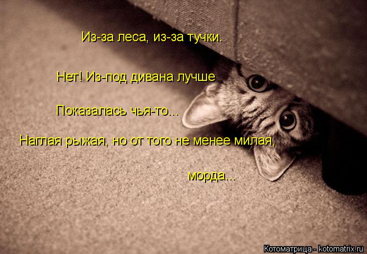 Из-за леса, из-за тучки. Нет! Из-под дивана лучше Показалась чья-то... морда... Наглая рыжая, но от т... Котоматрица: Из-за леса, из-за тучки. Нет! Из-под дивана лучше Показалась чья-то... морда... Наглая рыжая, но от того не менее милая,